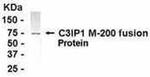 KLHL12 Antibody in Western Blot (WB)
