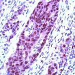 Cullin 1 Antibody in Immunohistochemistry (IHC)