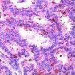 ERK2 Antibody in Immunohistochemistry (Paraffin) (IHC (P))