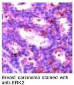 ERK2 Antibody in Immunohistochemistry (IHC)