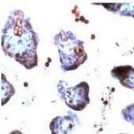 GLUT3 Antibody in Immunohistochemistry (Paraffin) (IHC (P))