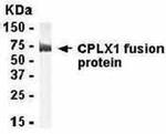 CPLX1 Antibody in Western Blot (WB)
