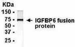 IGFBP6 Antibody in Western Blot (WB)