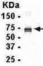 KV3.2 (KCNC2) Antibody in Western Blot (WB)