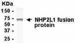 NHP2L1 Antibody in Western Blot (WB)