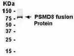 PSMD8 Antibody in Western Blot (WB)