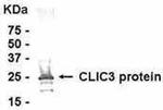 CLIC3 Antibody in Western Blot (WB)