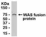 WASP Antibody in Western Blot (WB)