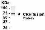 CRF Antibody in Western Blot (WB)