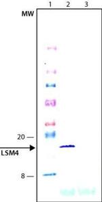 LSM4 Antibody in Western Blot (WB)