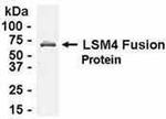 LSM4 Antibody in Western Blot (WB)
