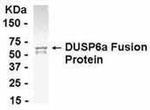 MKP3 Antibody in Western Blot (WB)