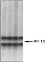 Phospho-JNK1/JNK2 (Thr183, Tyr185) Antibody in Western Blot (WB)