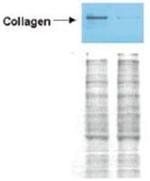 Collagen I Polyclonal Antibody, Biotin