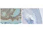 Collagen I Antibody in Immunohistochemistry (Paraffin) (IHC (P))