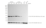 Rabbit anti-Mouse IgG (H+L) Secondary Antibody, HRP