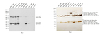 Mouse IgG (H+L) Secondary Antibody in Western Blot (WB)