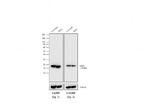 Rabbit anti-Mouse IgG (H+L) Secondary Antibody, HRP