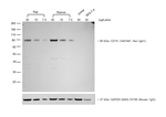 Rabbit anti-Rat IgG (H+L) Secondary Antibody, HRP