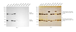 Rat IgG (H+L) Secondary Antibody in Western Blot (WB)