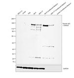 Rabbit anti-Human IgG (H+L) Secondary Antibody, HRP