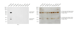 Rabbit anti-Guinea Pig IgG (H+L) Secondary Antibody, HRP