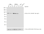 Rat IgG (H+L) Secondary Antibody in Western Blot (WB)