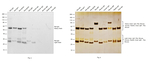 Rat IgG (H+L) Secondary Antibody in Western Blot (WB)