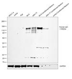 Sheep anti-Human IgG (H+L) Secondary Antibody, HRP