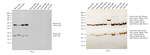 Mouse IgG (H+L) Secondary Antibody