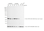 Donkey anti-Mouse IgG (H+L) Secondary Antibody, HRP