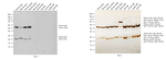 Mouse IgG (H+L) Secondary Antibody in Western Blot (WB)