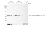 Rabbit anti-Mouse IgG (H+L) Cross-Adsorbed Secondary Antibody, HRP