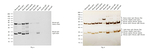 Mouse IgG (H+L) Cross-Adsorbed Secondary Antibody in Western Blot (WB)