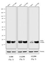 Rabbit anti-Mouse IgG (H+L) Cross-Adsorbed Secondary Antibody, HRP
