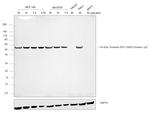 Goat anti-Chicken IgY (H+L) Secondary Antibody, HRP