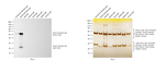 Goat anti-Syrian Hamster IgG (H+L) Secondary Antibody, HRP