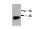 MIF Polyclonal Antibody