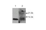 MDC Polyclonal Antibody
