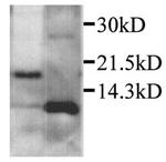 CXCL2 Polyclonal Antibody