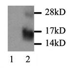 MCP-1 Polyclonal Antibody
