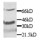 CX3CL1 Polyclonal Antibody