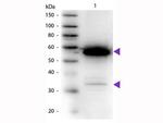 alpha Amylase Polyclonal Antibody, HRP