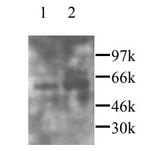 CX3CL1 Polyclonal Antibody