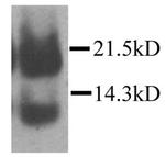 CCL21 Polyclonal Antibody