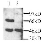 MEK1 Antibody in Western Blot (WB)