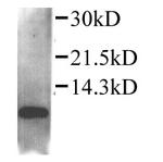 CCL4 Polyclonal Antibody