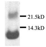 CXCL13 Polyclonal Antibody