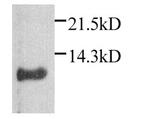 CXCL1 Polyclonal Antibody