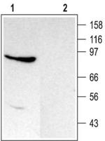 TRPC4 Antibody in Western Blot (WB)